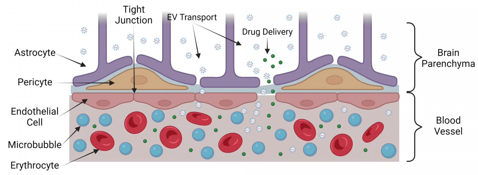 Focused Ultrasound-mediated Blood-Brain Barrier Opening Increases Extracellular Vesicle Concentration in Serum